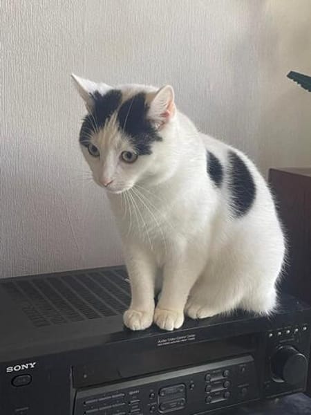 Zelda und Reyna suchen ihr Zuhause