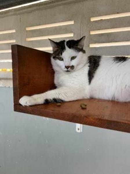 Süße etwas nervöse Katze Jazz