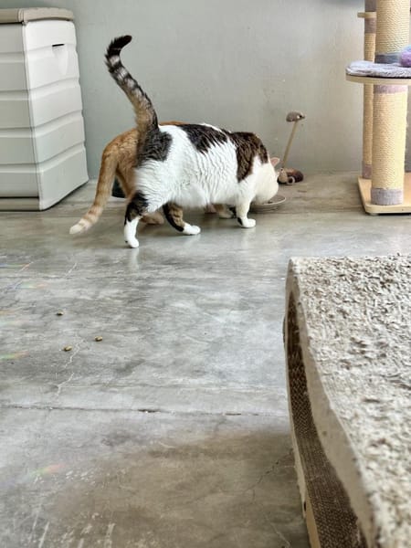 Süße etwas nervöse Katze Jazz