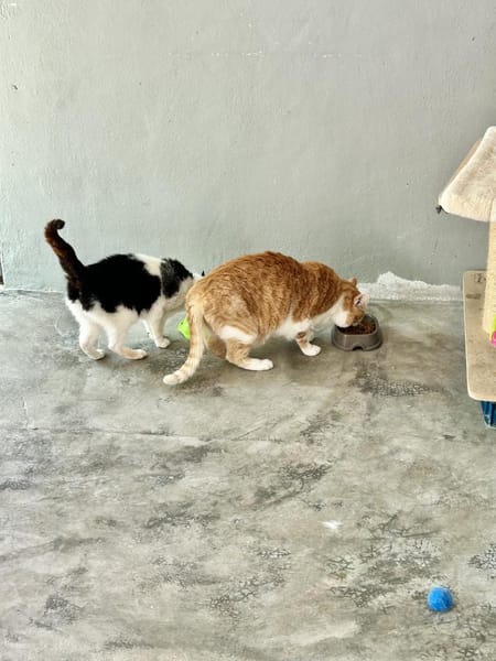 Süße etwas nervöse Katze Jazz