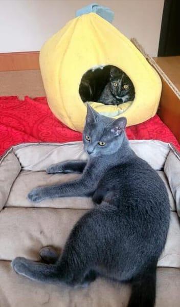 Mara & Maia Dreamteam sucht Familie