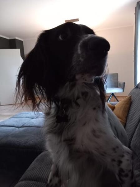 Wonky verliert sein Zuhause zum 2. Mal