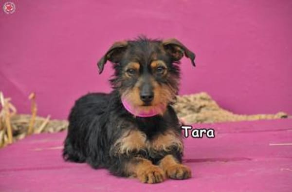 TARA