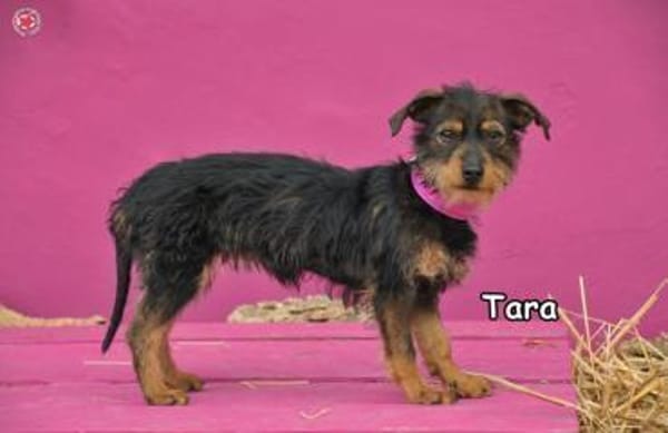 TARA