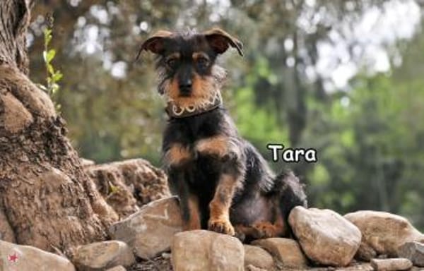 TARA