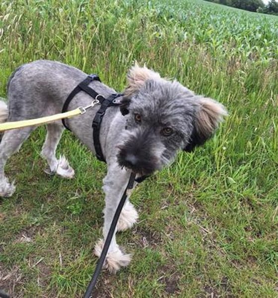 🐾❤ Wunderschöne Gina (E)