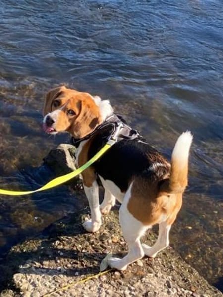PIPPO-charmanter,verschmusterBeagle-Rüde