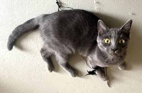 Luna