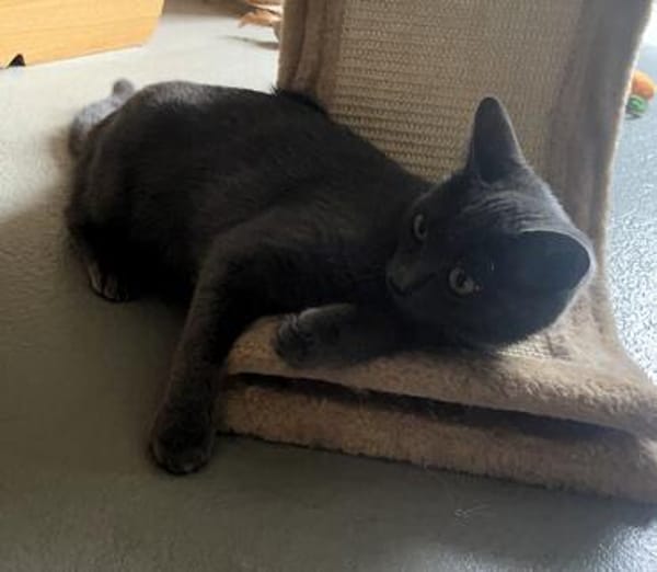Luna