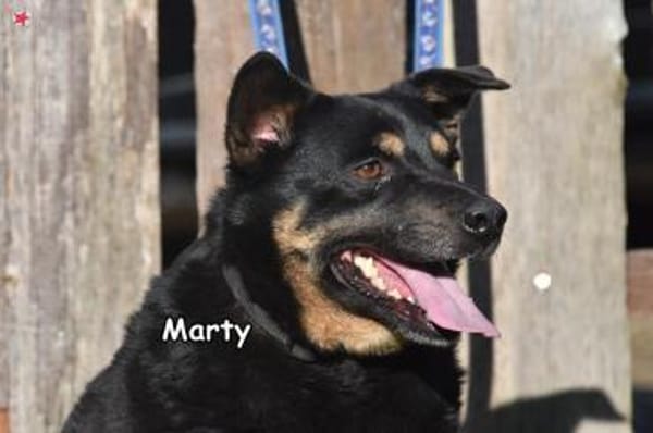 MARTY