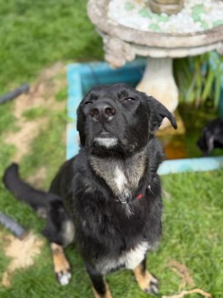 Dora sucht ihre Menschen💕🍀🐾