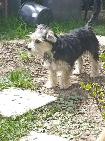 Sweety  in 59872 Meschede
