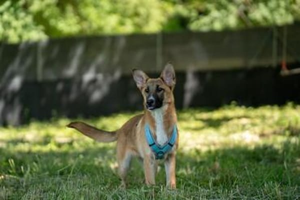 Aufgeweckte Bonny sucht Ihre Familie