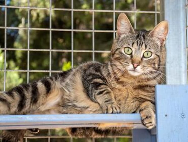 Zuckersüße Sugar sucht Happy Home