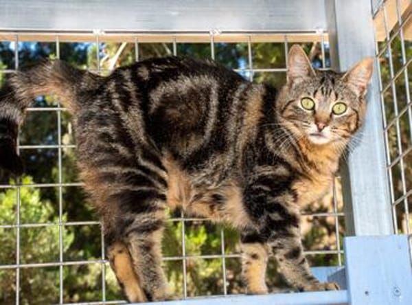 Zuckersüße Sugar sucht Happy Home