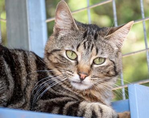 Zuckersüße Sugar sucht Happy Home