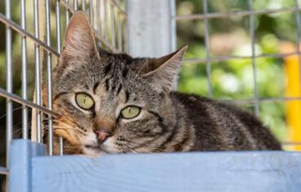 Zuckersüße Sugar sucht Happy Home