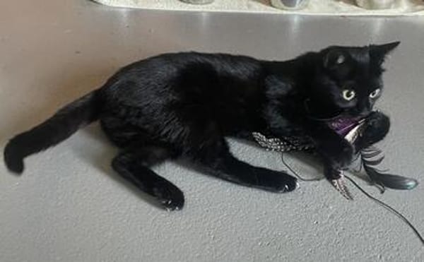Mia