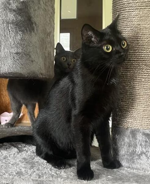 Mia