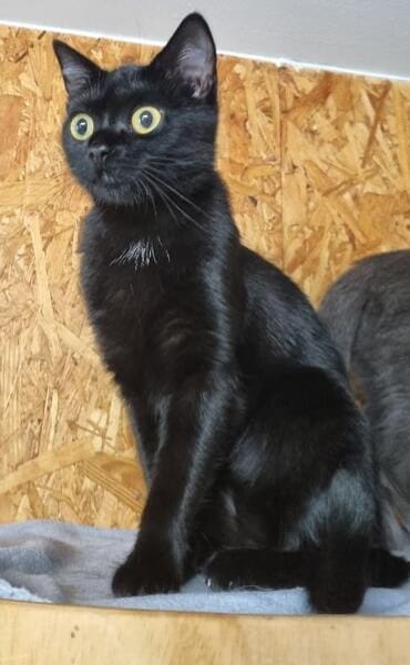 Mia