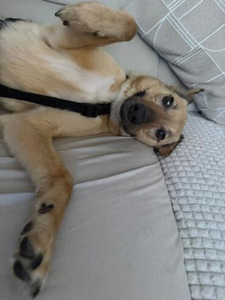 Herzenshund Snoopy sucht Zuhause