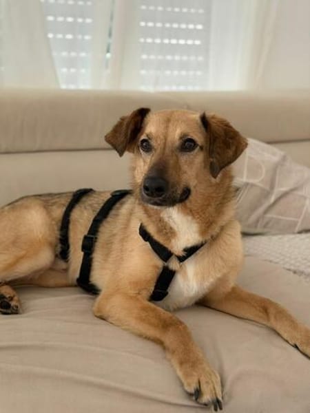 Herzenshund Snoopy sucht Zuhause