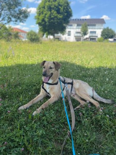 Herzenshund Snoopy sucht Zuhause