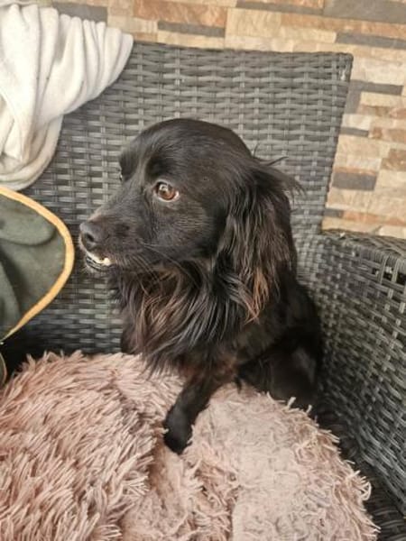 Verschmuster Paco