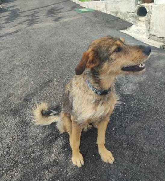 Traumhund Kiko
