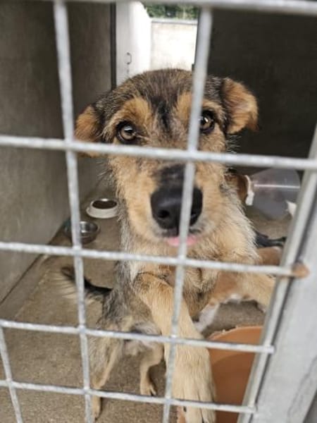 Traumhund Kiko