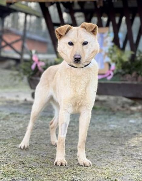 ANGELICA, Mix, geb. 03/2025