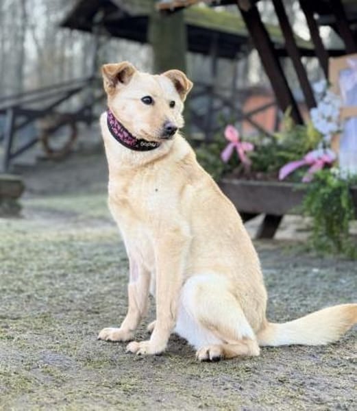 ANGELICA, Mix, geb. 03/2025