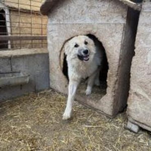 Junghündin Betty sucht ihr Glück