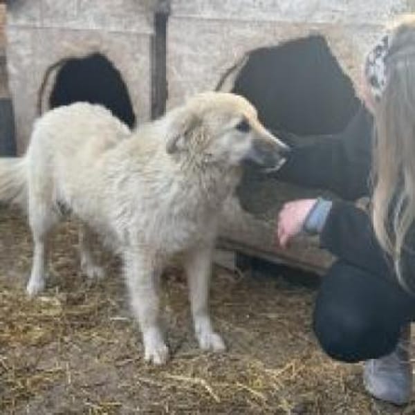 Junghündin Betty sucht ihr Glück
