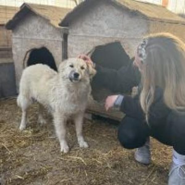 Junghündin Betty sucht ihr Glück