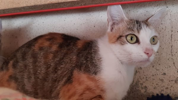 Minisa