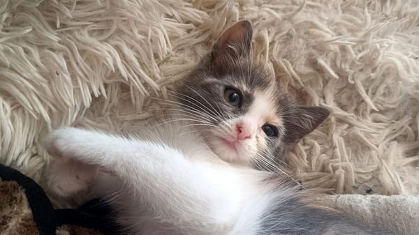 Bouillotte