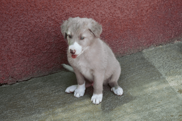 Haku