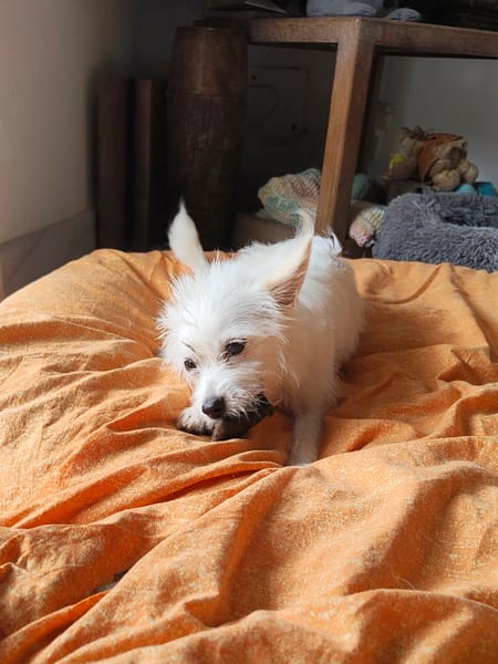 Lili Puce. la mignonne louloute