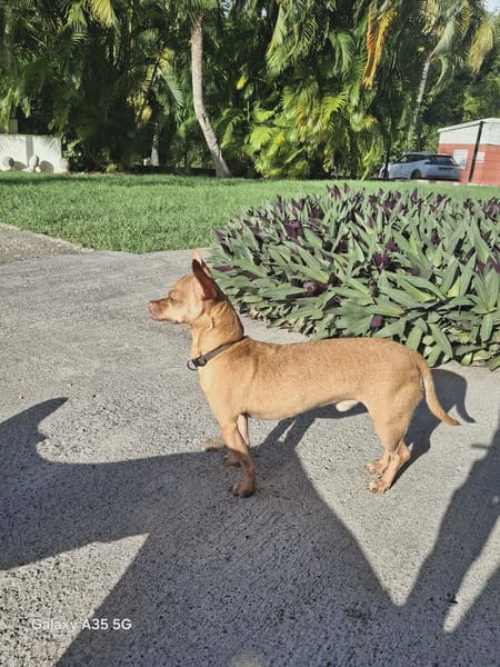 COCO, un chien au grand coeur
