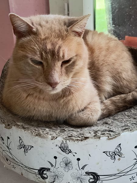 Bonnie