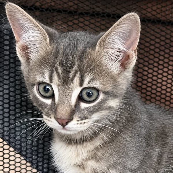 Tino