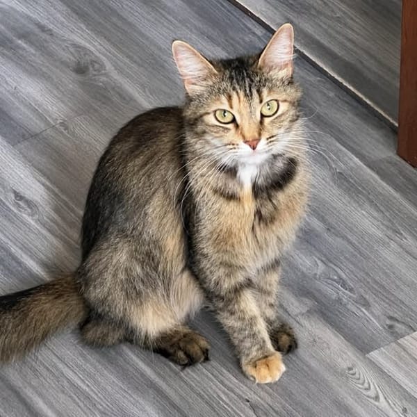 Lady