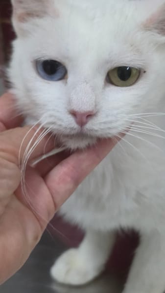 PERLA