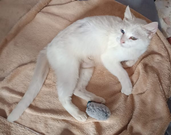 PERLA