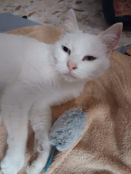 PERLA