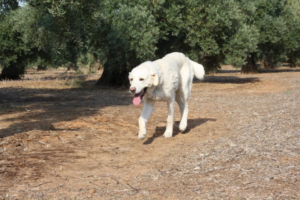 BLANCO