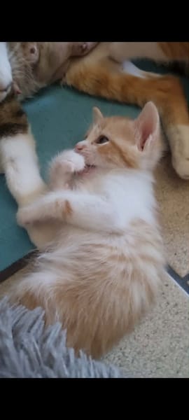 ELSA