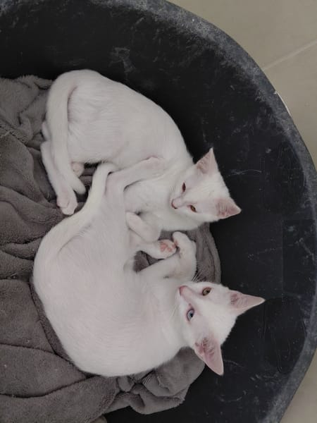ANGEL CHATON BLANC yeux vairon