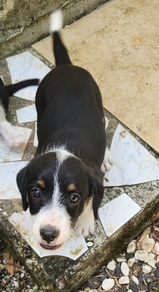 MOON, chiot femelle Croisée Jack Russel